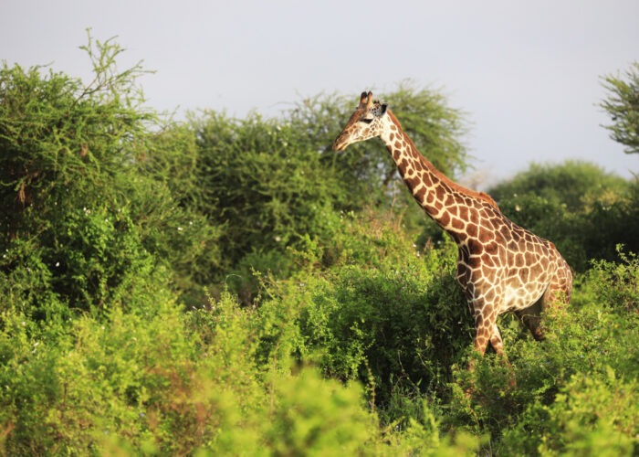 Top Vacation Packages