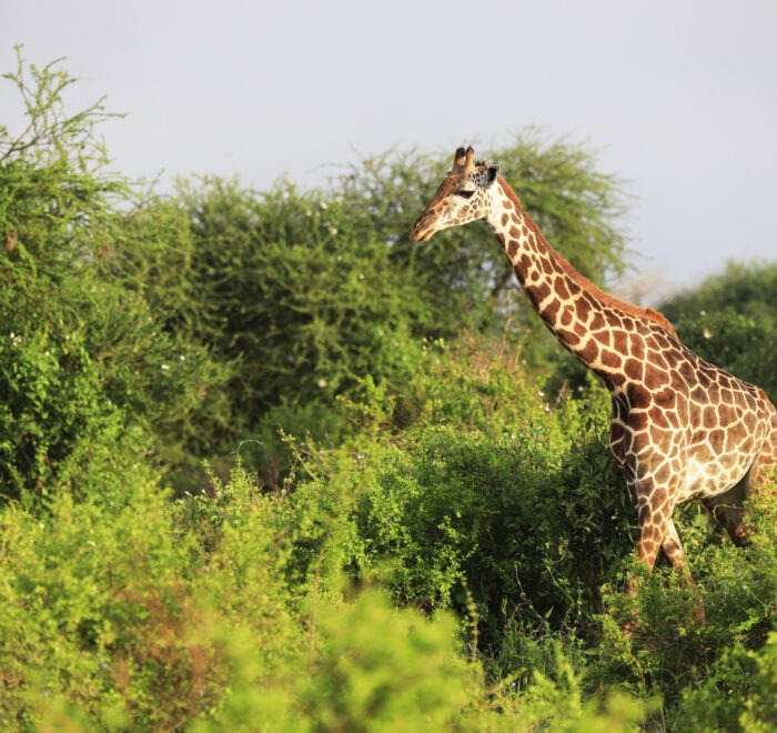 Top Vacation Packages