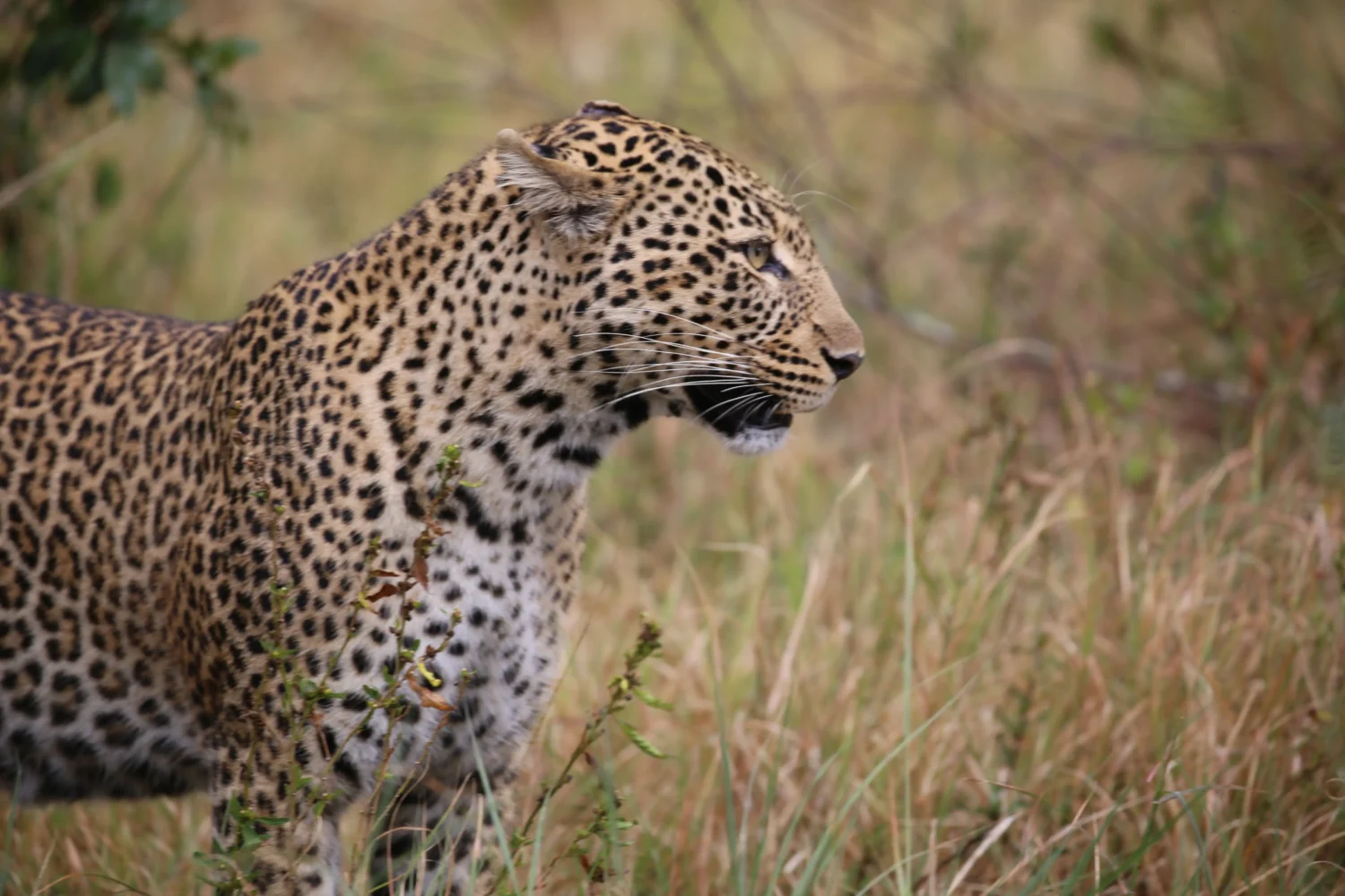3-Day Legendary Masai Mara Safari