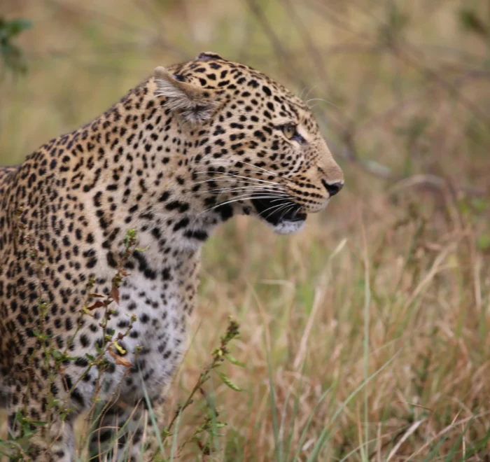 3-Day Legendary Masai Mara Safari