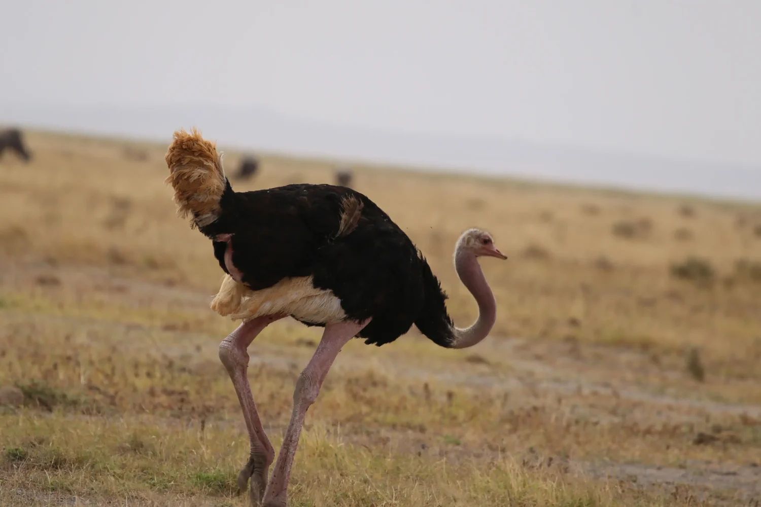 7-Day Kenya Safari