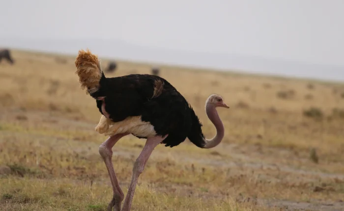 7-Day Kenya Safari