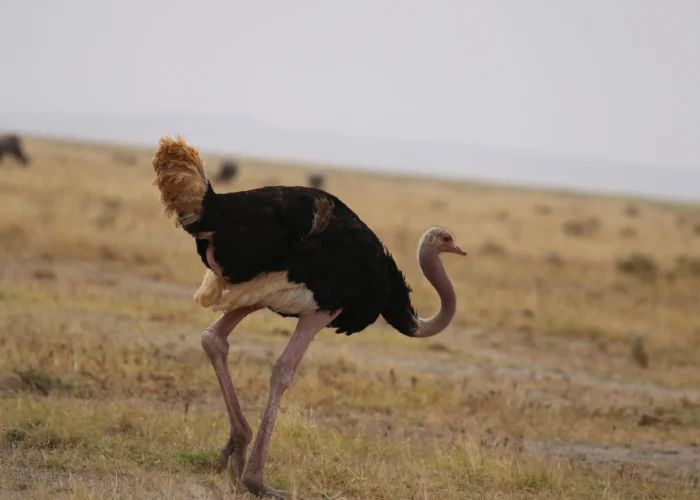 7-Day Kenya Safari