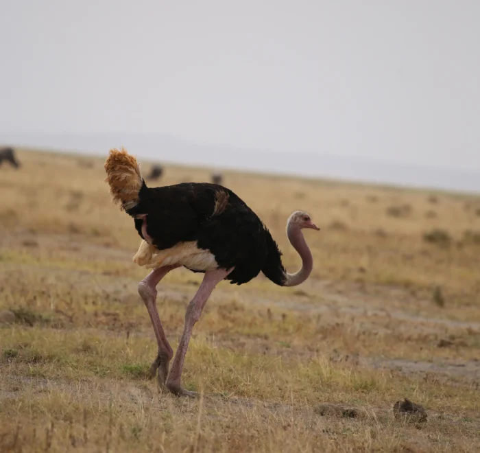 7-Day Kenya Safari