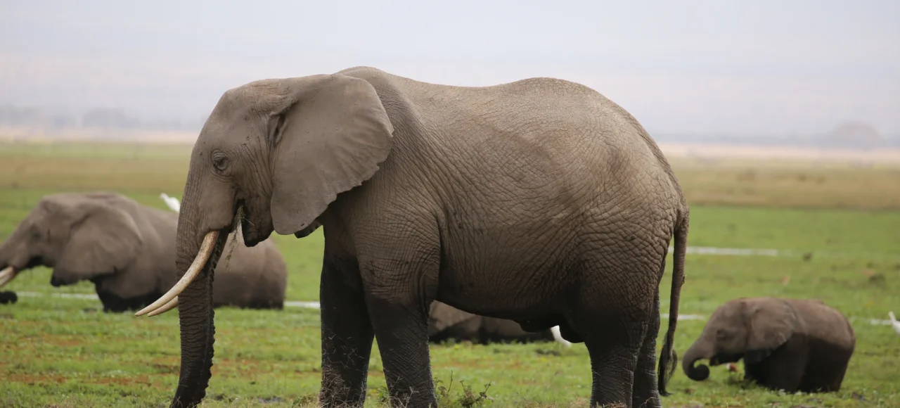IMG_0793 Amboseli National Park