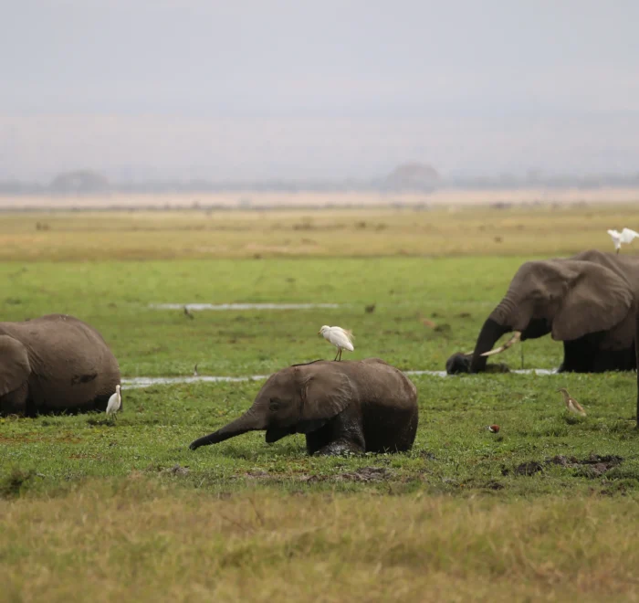 Amboseli National Park