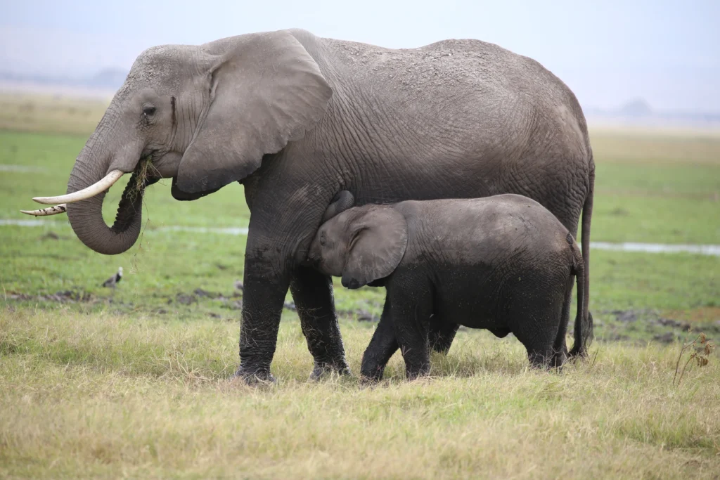 Amboseli National Park