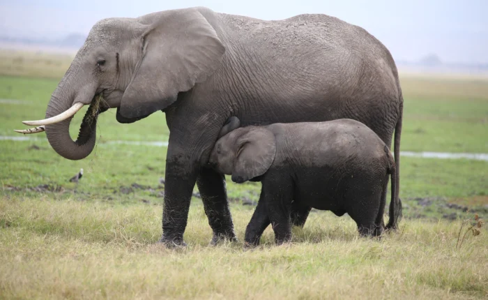 Amboseli National Park