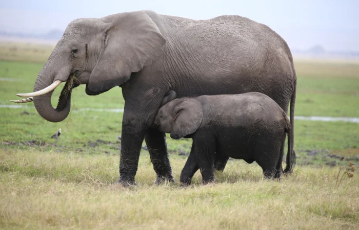 Amboseli National Park