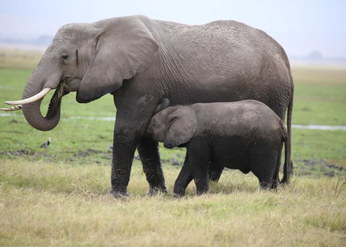 Amboseli National Park