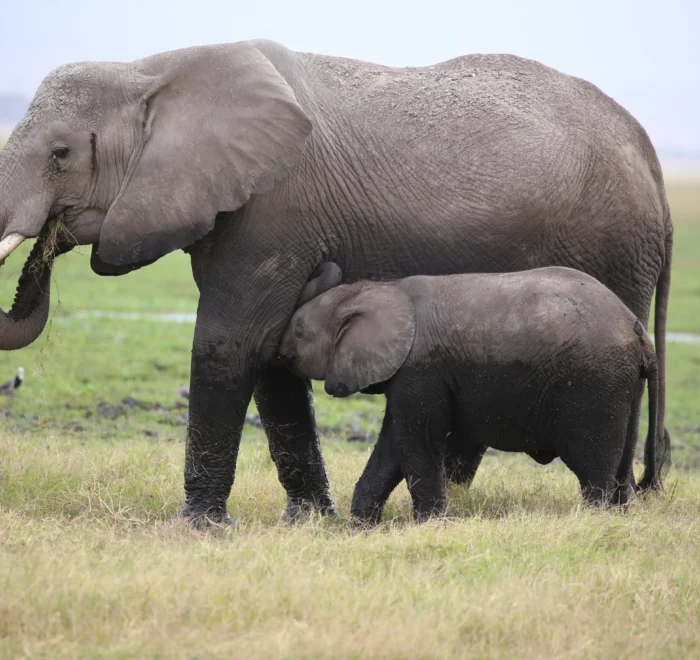 Amboseli National Park