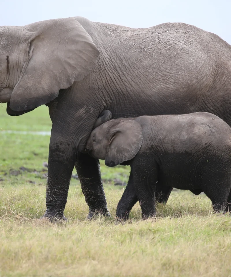 Amboseli National Park