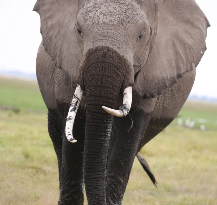 elephant in Amboseli national park