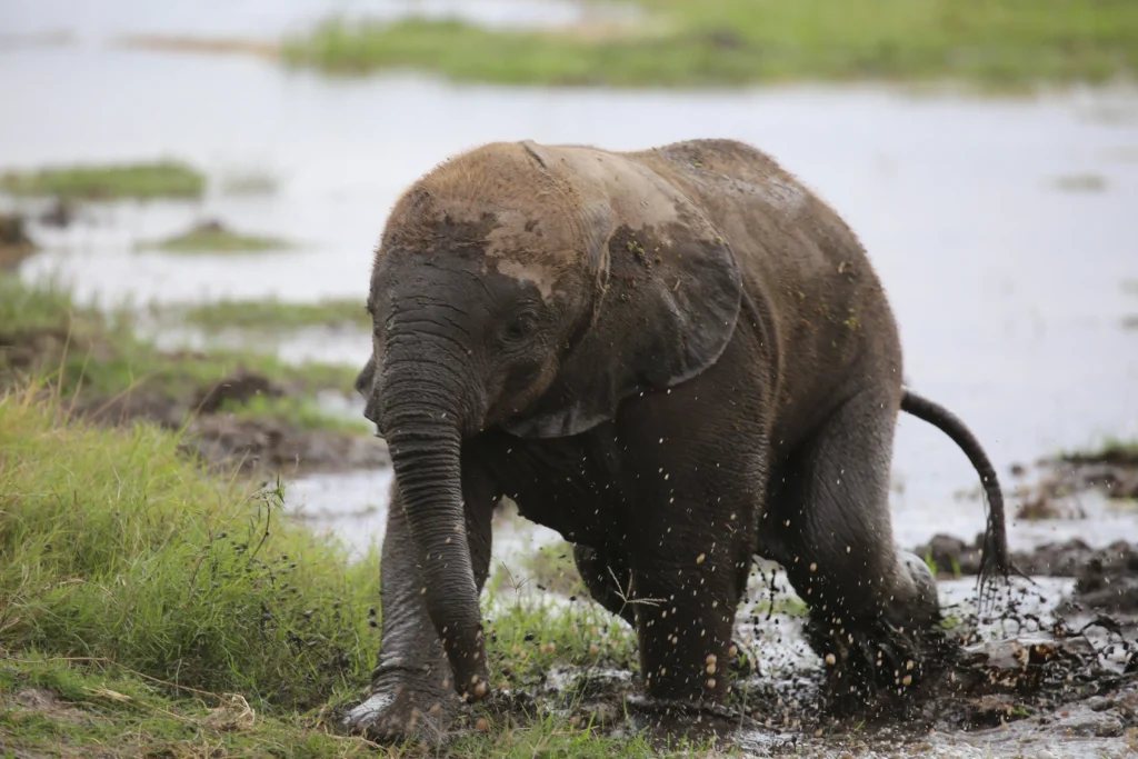 amboseli national park