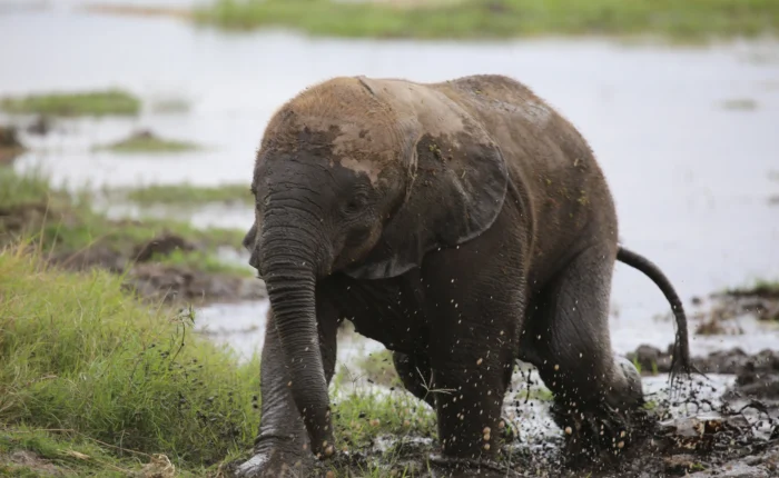 amboseli national park