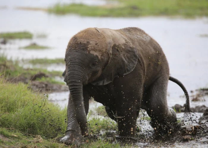 amboseli national park