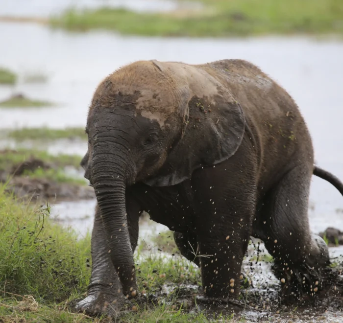 amboseli national park