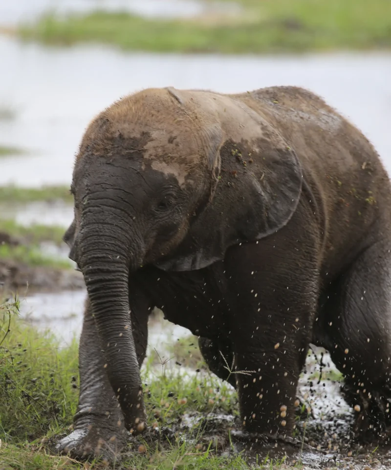 amboseli national park