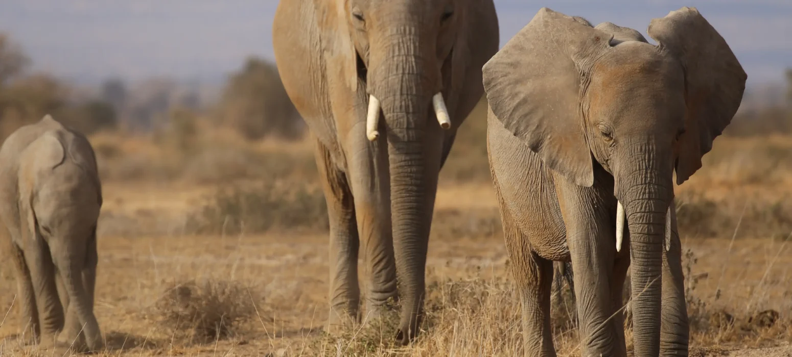 a group of elephants walking in a field- Tsavo National Park