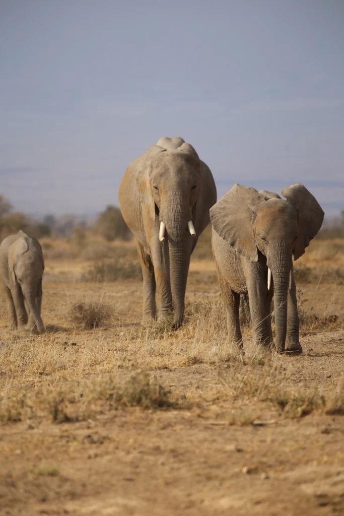 a group of elephants walking in a field- Tsavo National Park