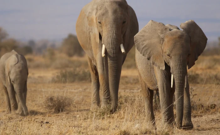 a group of elephants walking in a field- Tsavo National Park