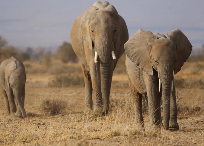 a group of elephants walking in a field- Tsavo National Park