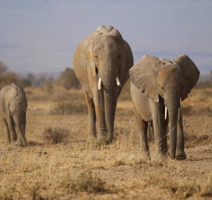 a group of elephants walking in a field- Tsavo National Park