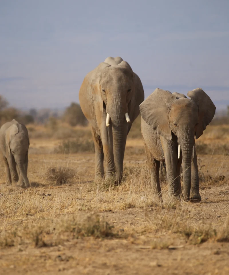 a group of elephants walking in a field- Tsavo National Park