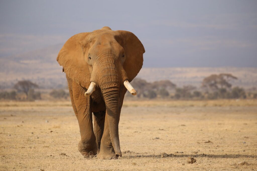 an elephant walking in a dry field- Tsavo