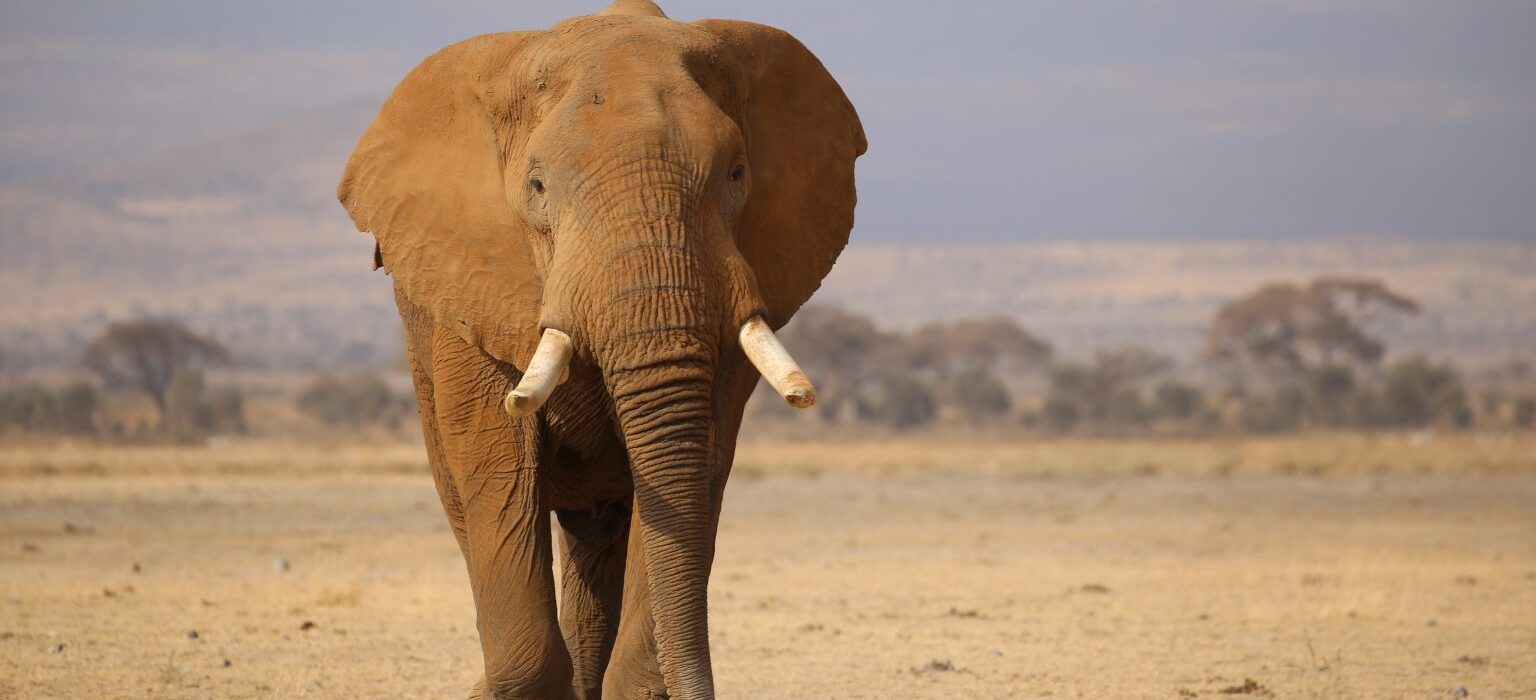 an elephant walking in a dry field- Tsavo