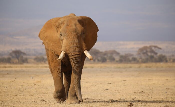 an elephant walking in a dry field- Tsavo