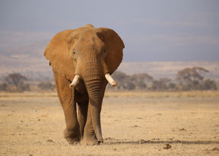 an elephant walking in a dry field- Tsavo