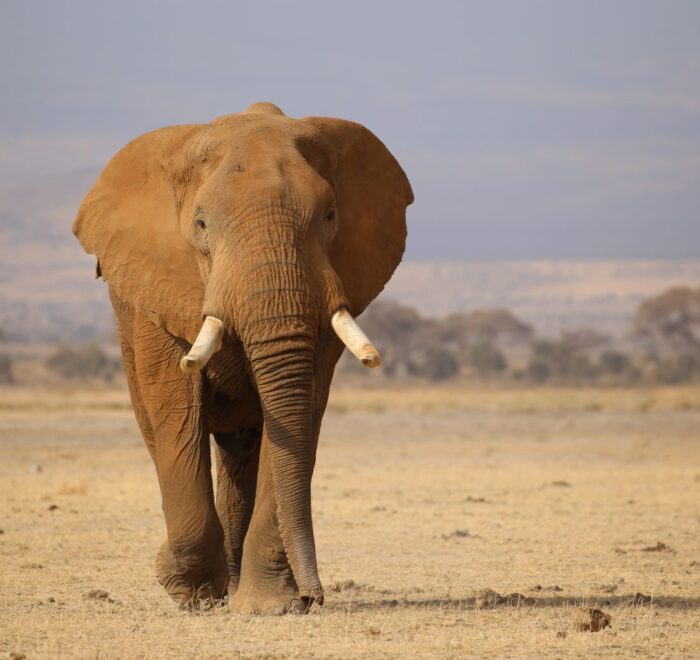 an elephant walking in a dry field- Tsavo