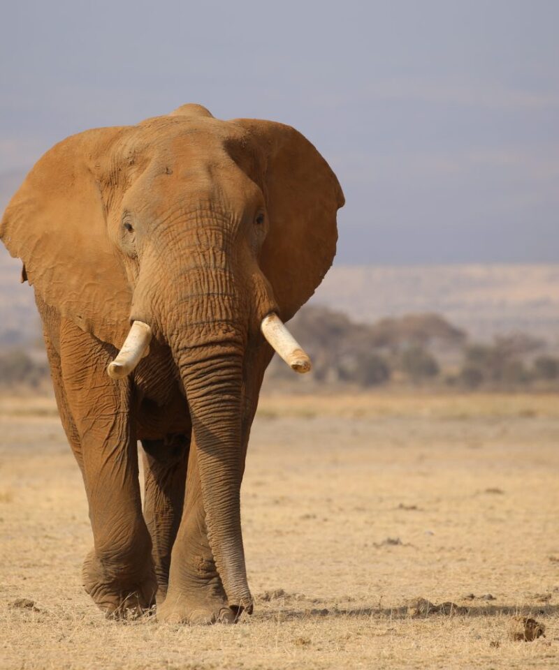 an elephant walking in a dry field- Tsavo