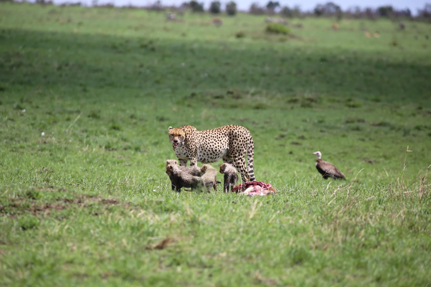 Kenya Honeymoon Safari