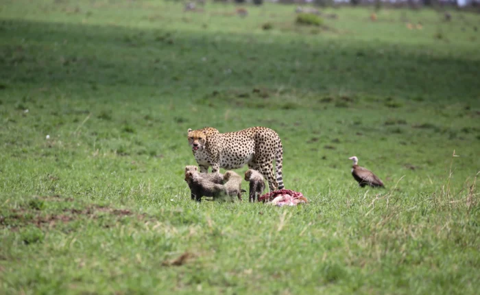 Kenya Honeymoon Safari