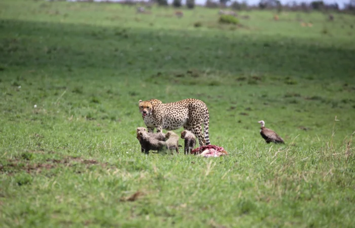 Kenya Honeymoon Safari