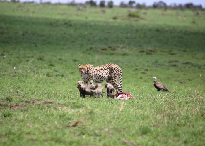 Kenya Honeymoon Safari