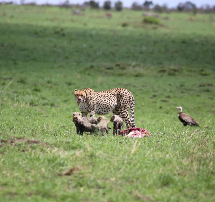 Kenya Honeymoon Safari