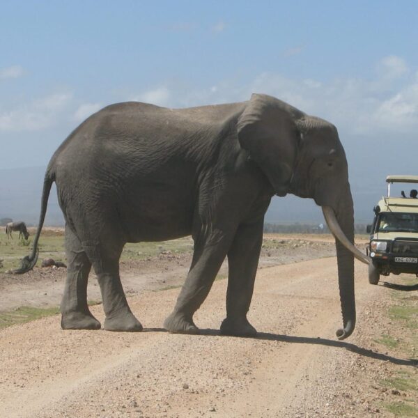 Amboseli National Park