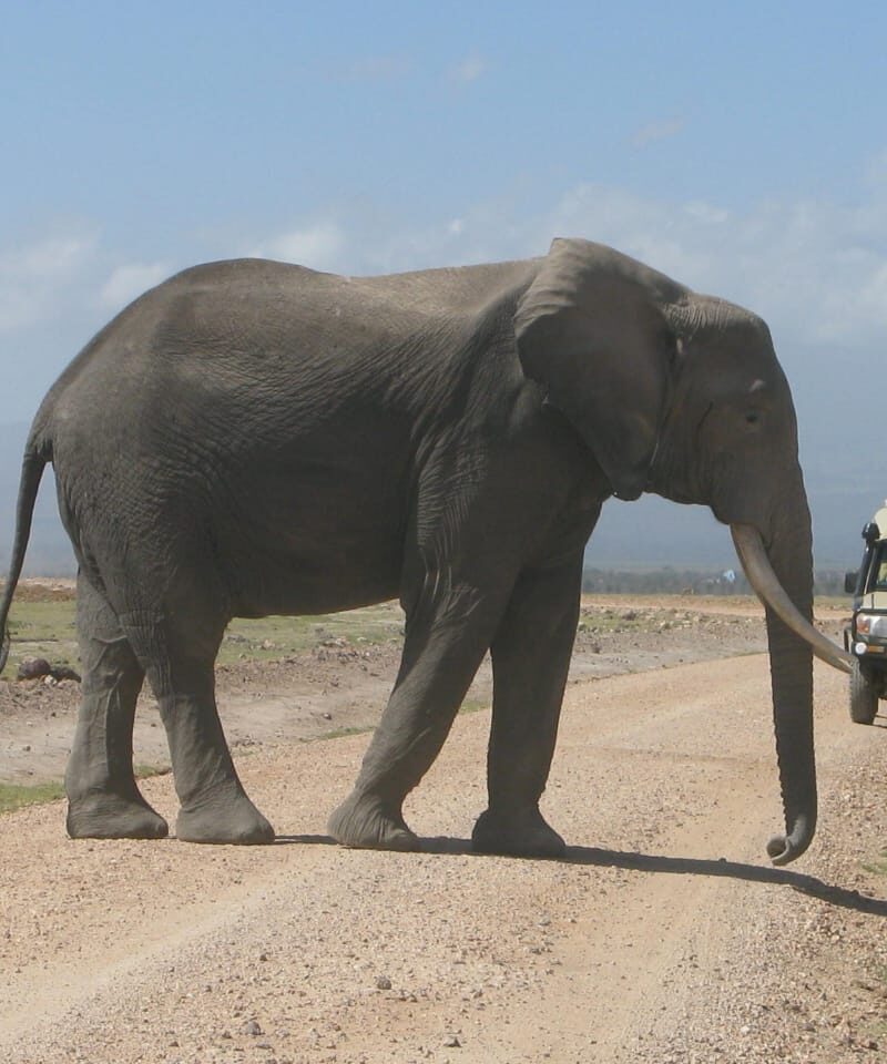 Amboseli National Park
