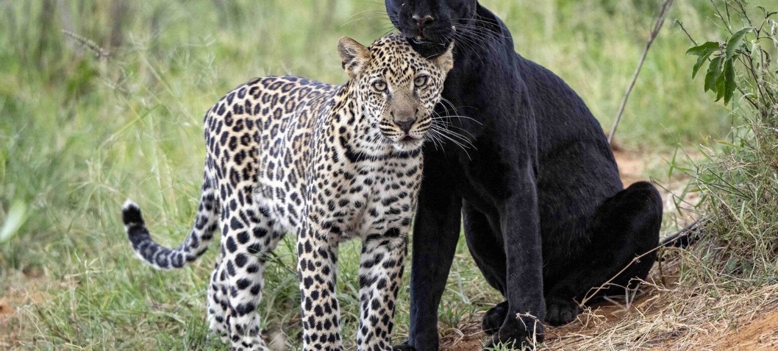 Leopard and black panther together.