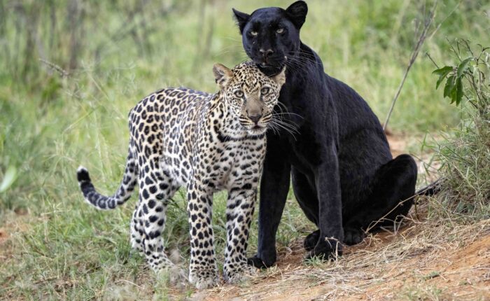 Leopard and black panther together.
