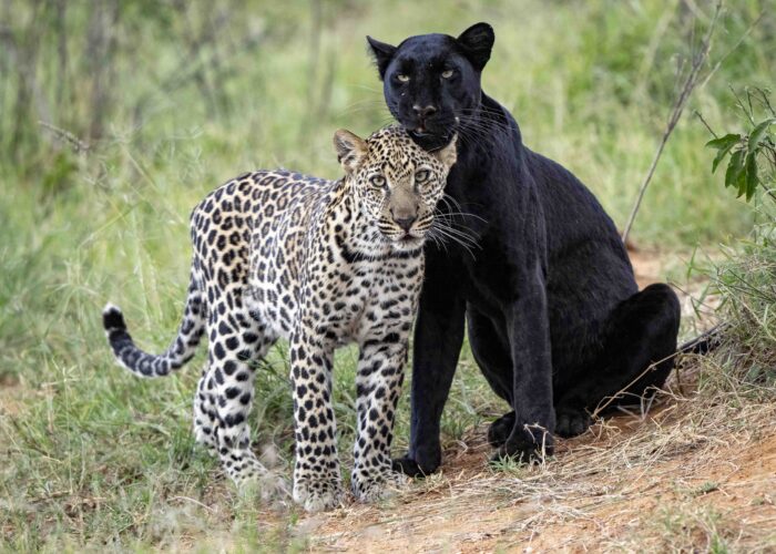 Leopard and black panther together.