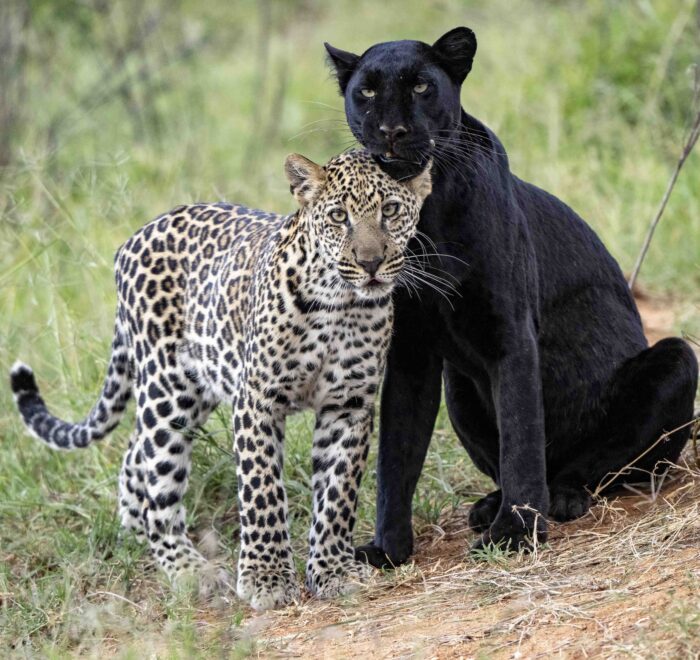 Leopard and black panther together.