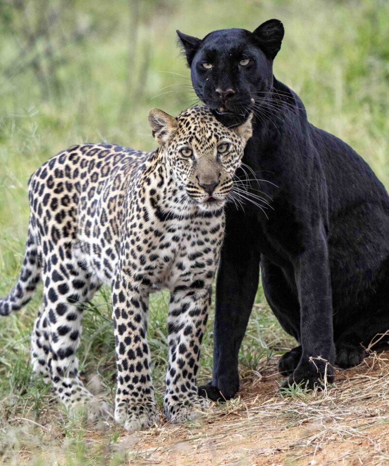 Leopard and black panther together.