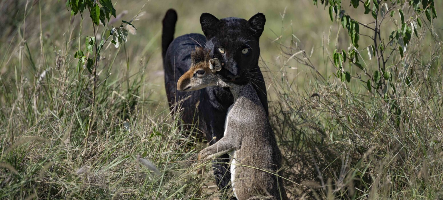 Black panther with prey in mouth